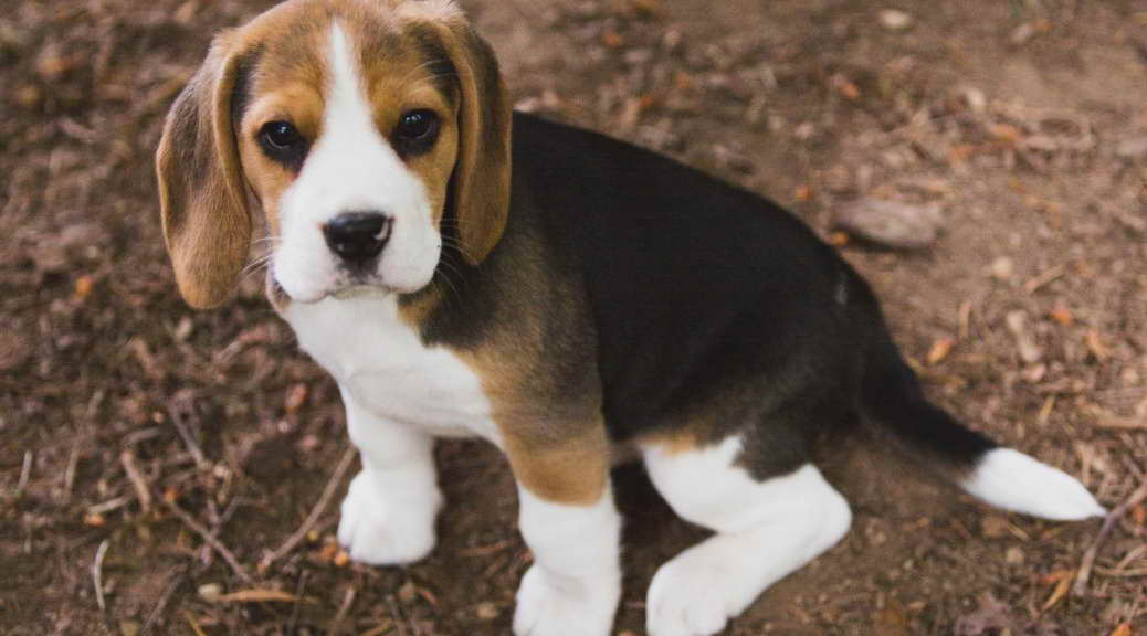 Beagle Puppies Washington State