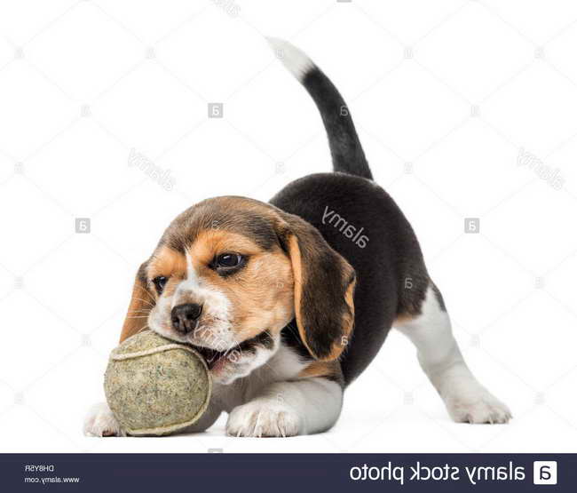 Beagle Puppy Biting