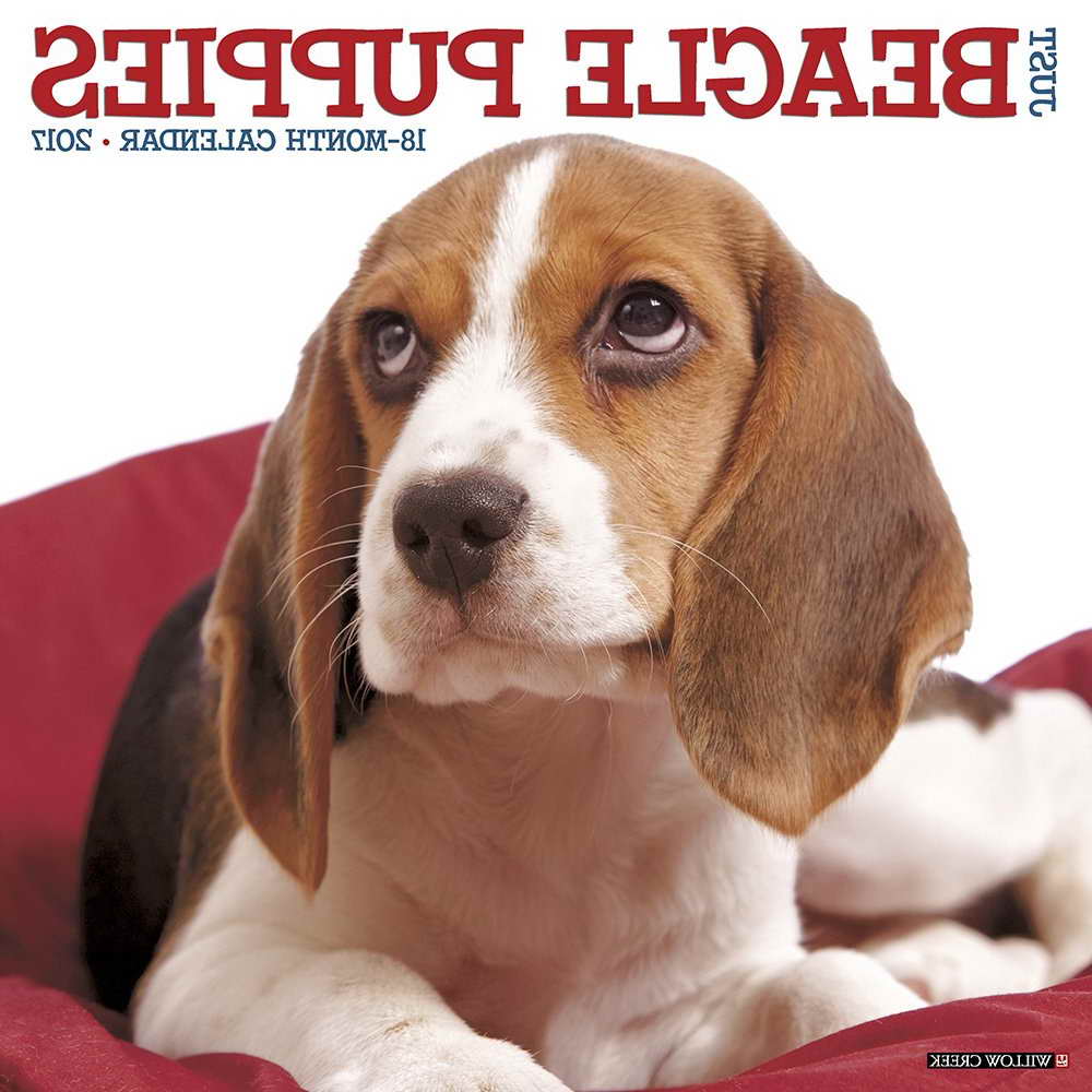 Beagle Puppy Calendar