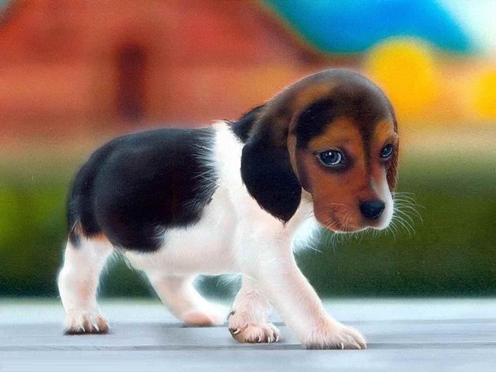 Beagle Puppy Facts