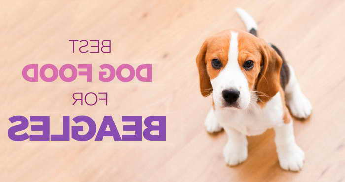 Beagle Puppy Food