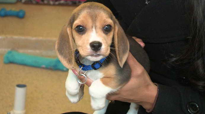 Beagle Puppy Rescue