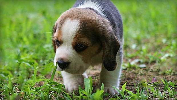 Beagle Puppy Training