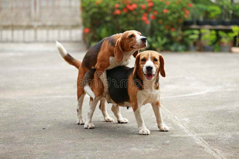 Beagle Purebred