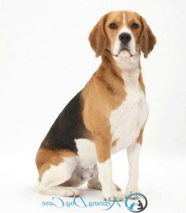 Beagle Qualities