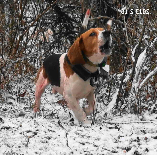 Beagle Rabbit Hunting Training