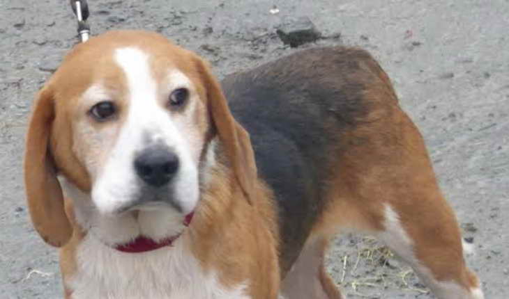 Beagle Rehoming