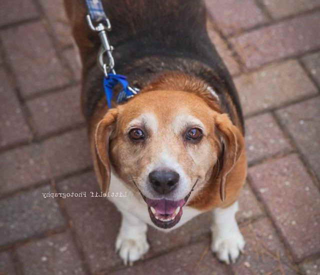 Beagle Rescue Atlanta