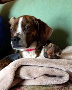 Beagle Rescue Buffalo Ny