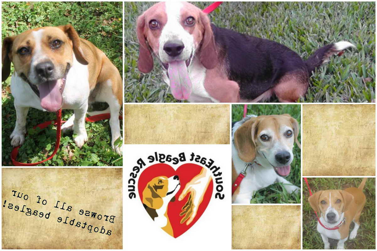 Beagle Rescue Florida