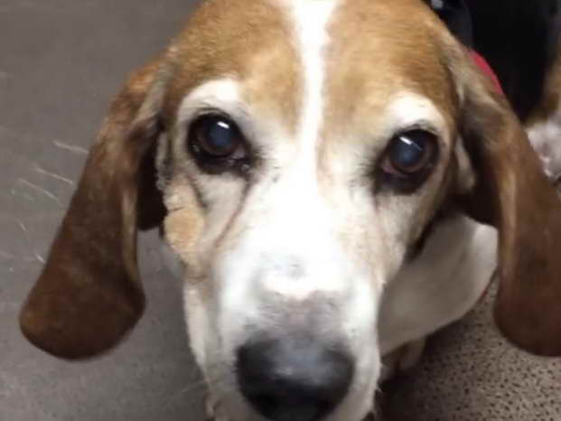 Beagle Rescue Knoxville Tn