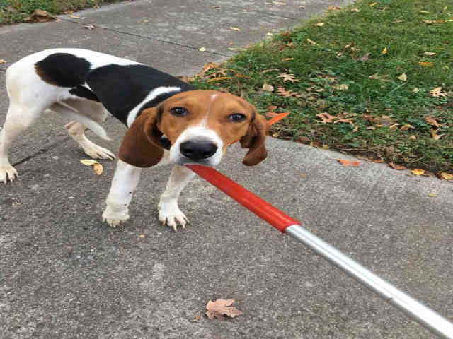 Beagle Rescue Ky