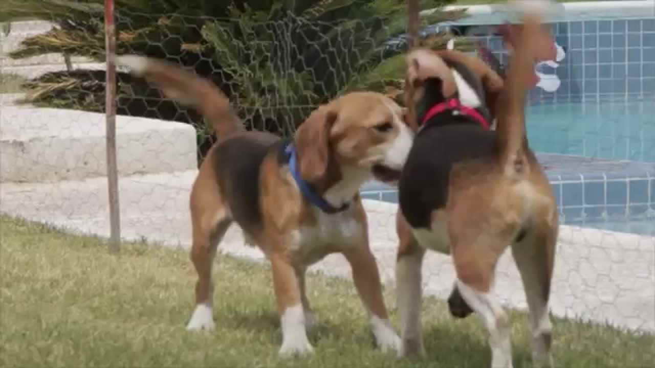 Beagle Rescue Las Vegas