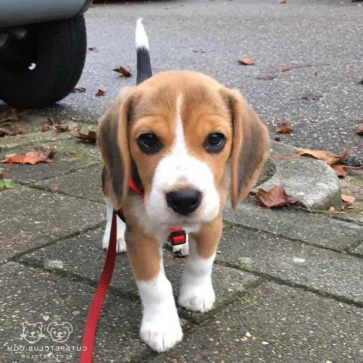 Beagle Rescue Ma