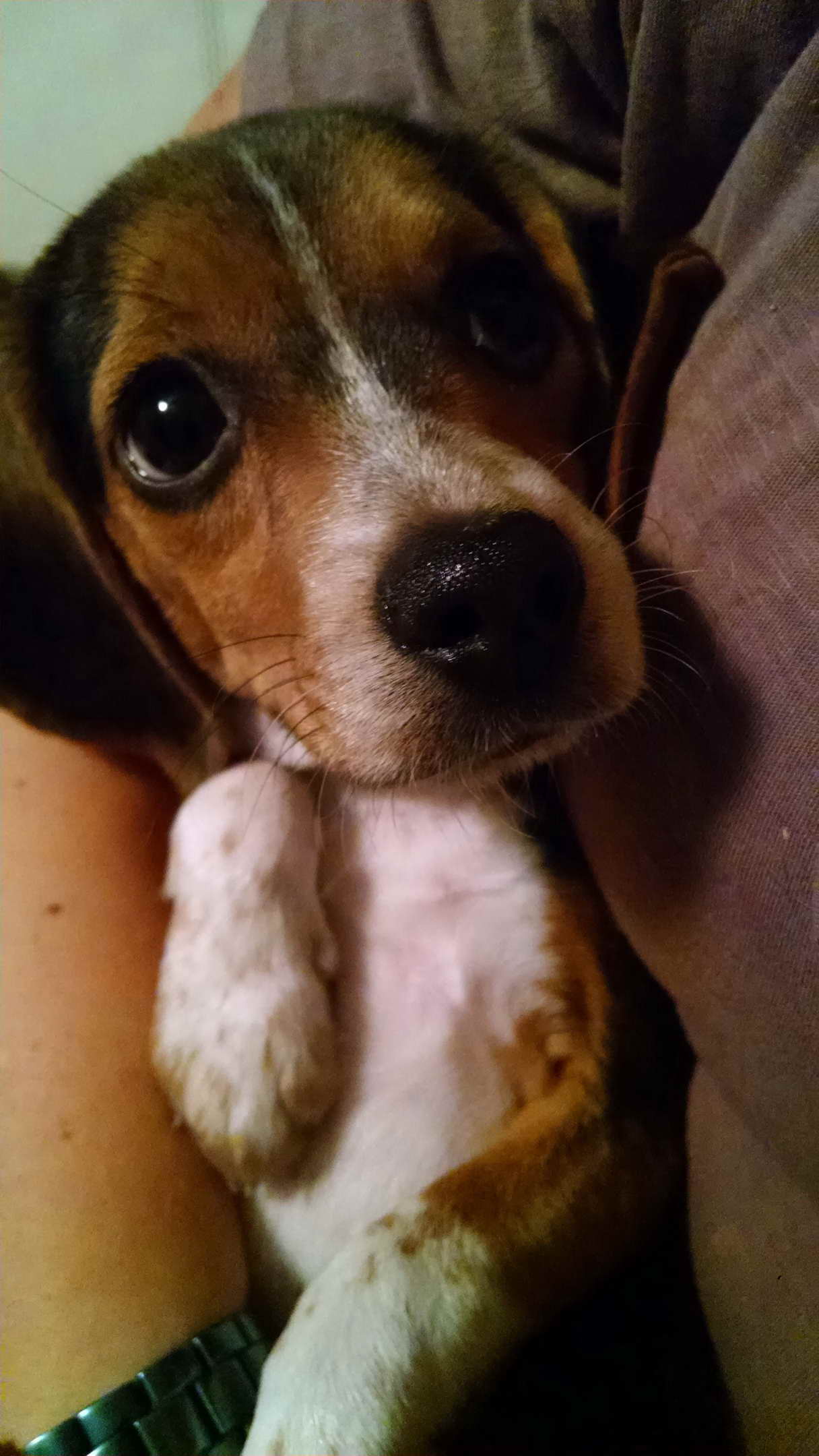 Beagle Rescue Md