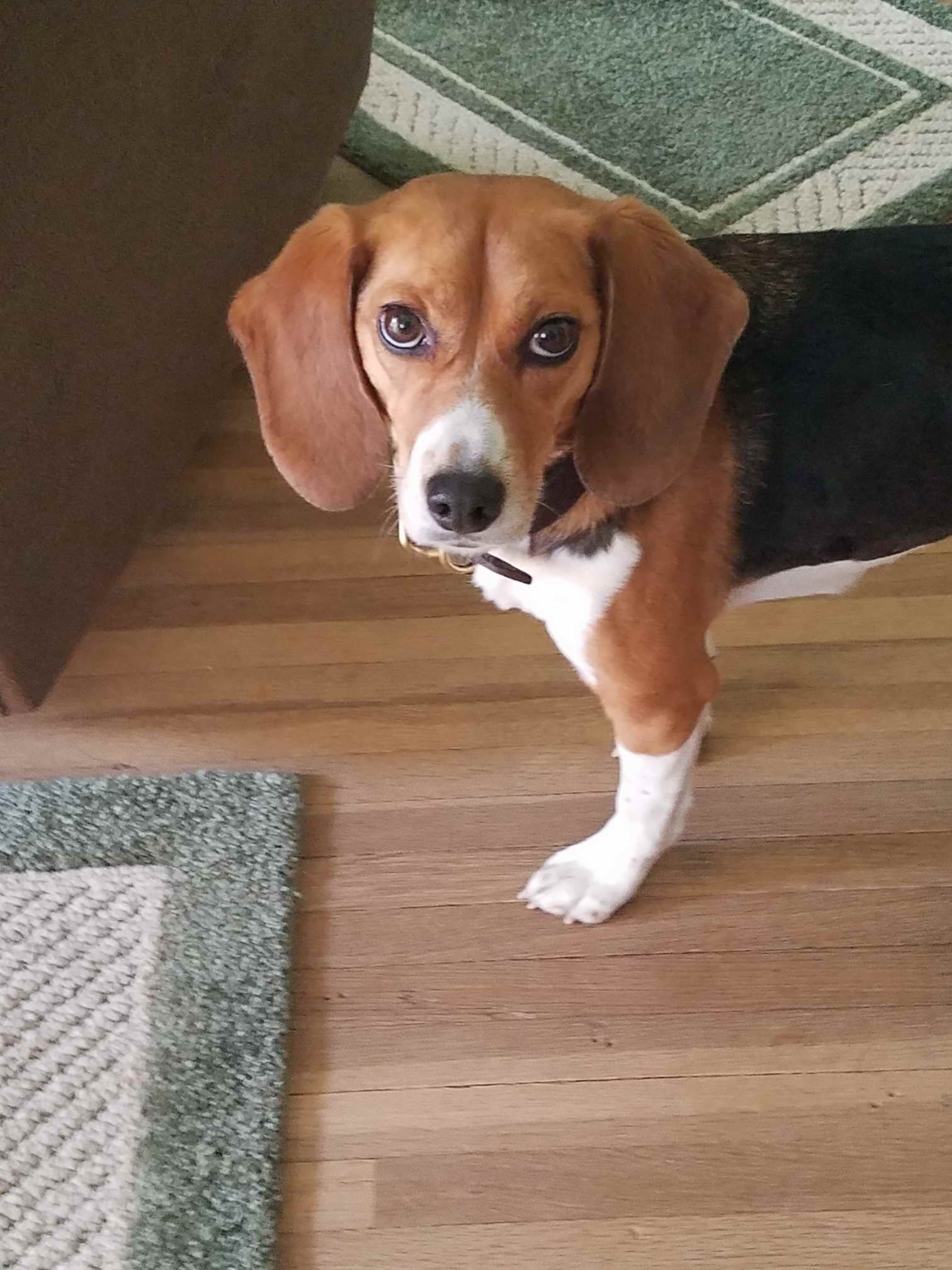 Beagle Rescue Nm