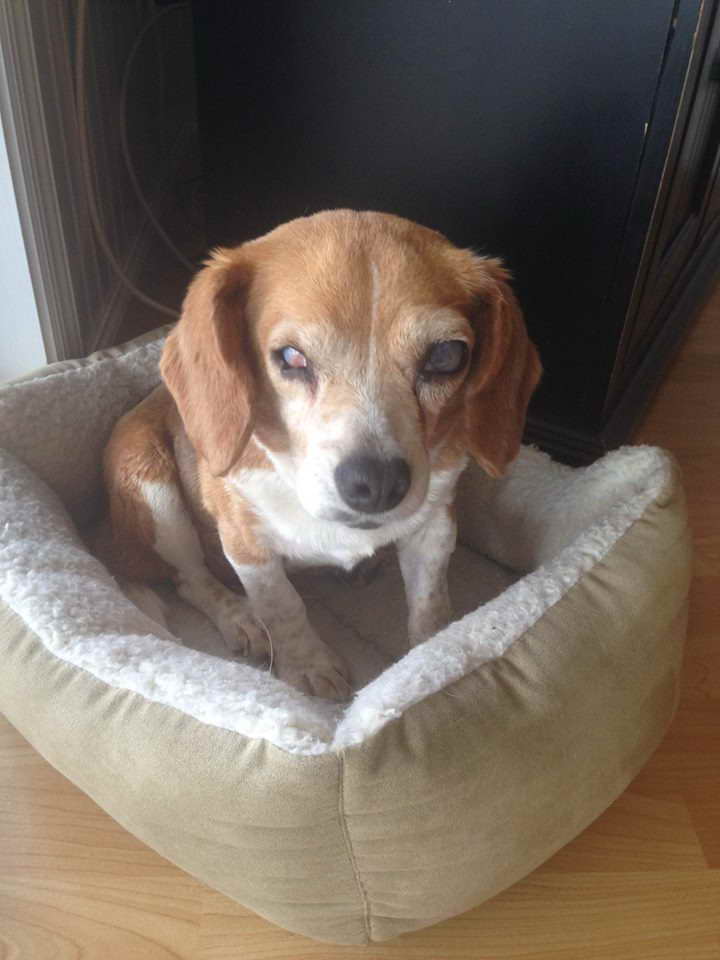 Beagle Rescue Of Southern Maryland