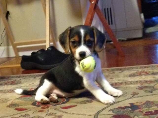 Beagle Rescue Ohio