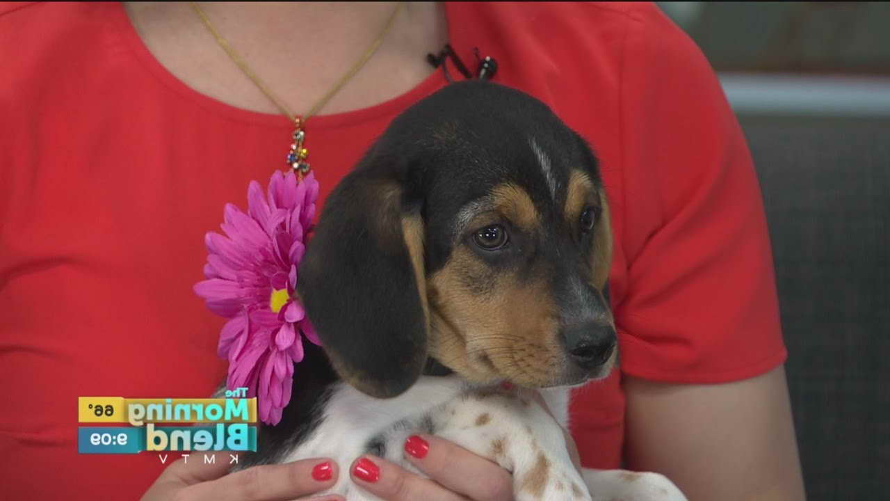 Beagle Rescue Omaha