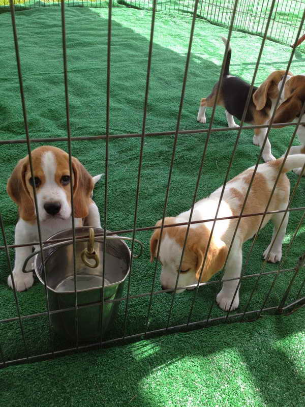 Beagle Rescue Orlando