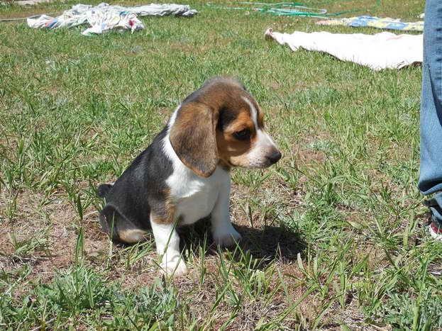 Beagle Rescue Sacramento