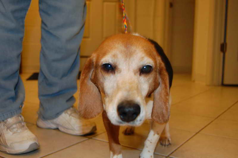 Beagle Rescue Va