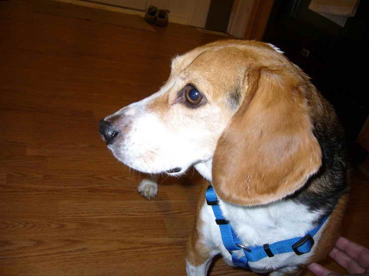 Beagle Rescue Virginia