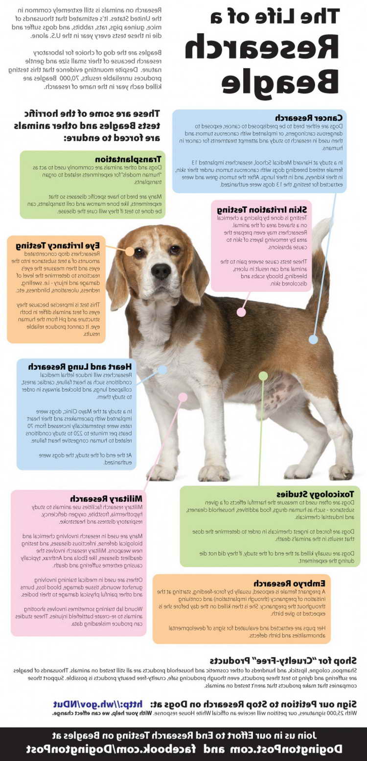 Beagle Research