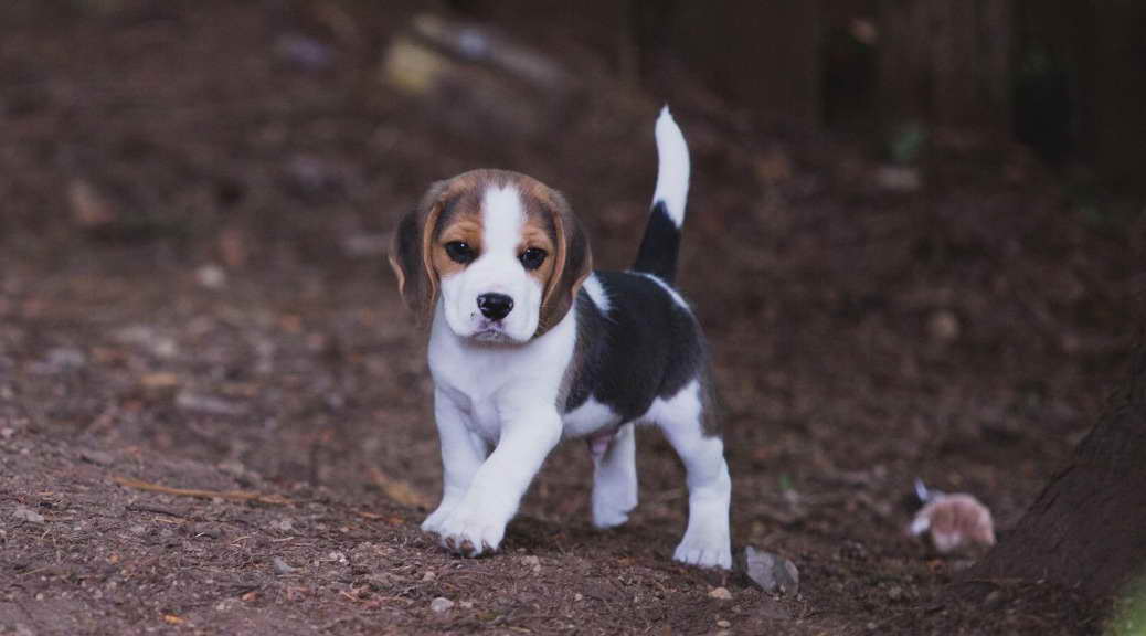 Beagle Seattle