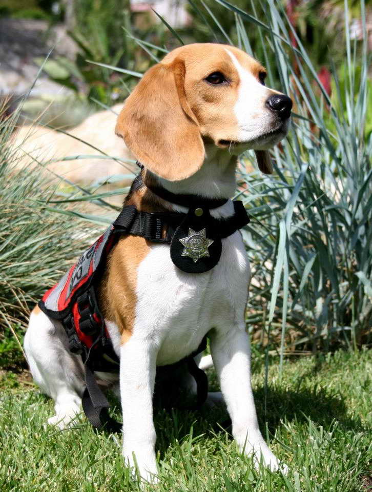 Beagle Service Dog