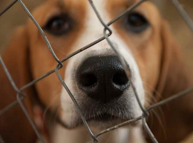 Beagle Shelter