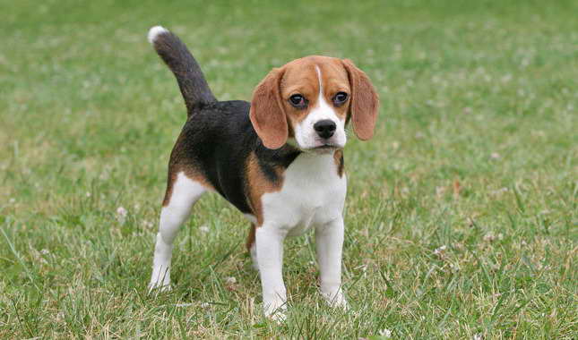 Beagle Size