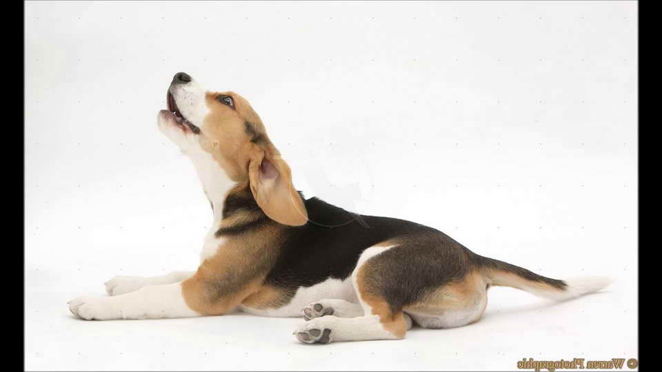 Beagle Sounds