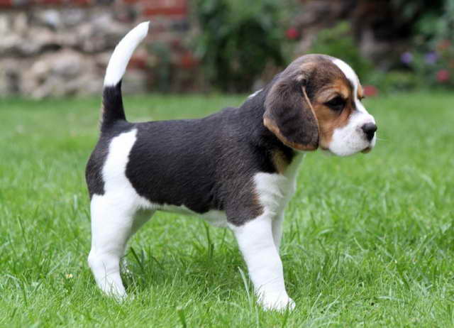 Beagle Spaniel Mix Puppies For Sale