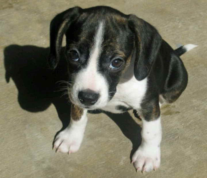 Beagle Terrier Puppy