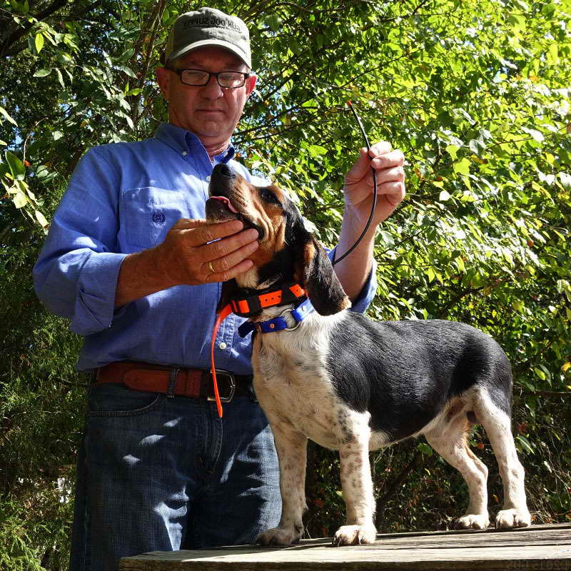 Beagle Tracking Collars