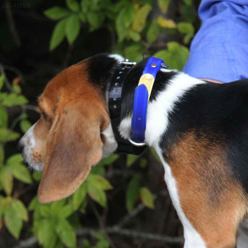 Beagle Training Collar