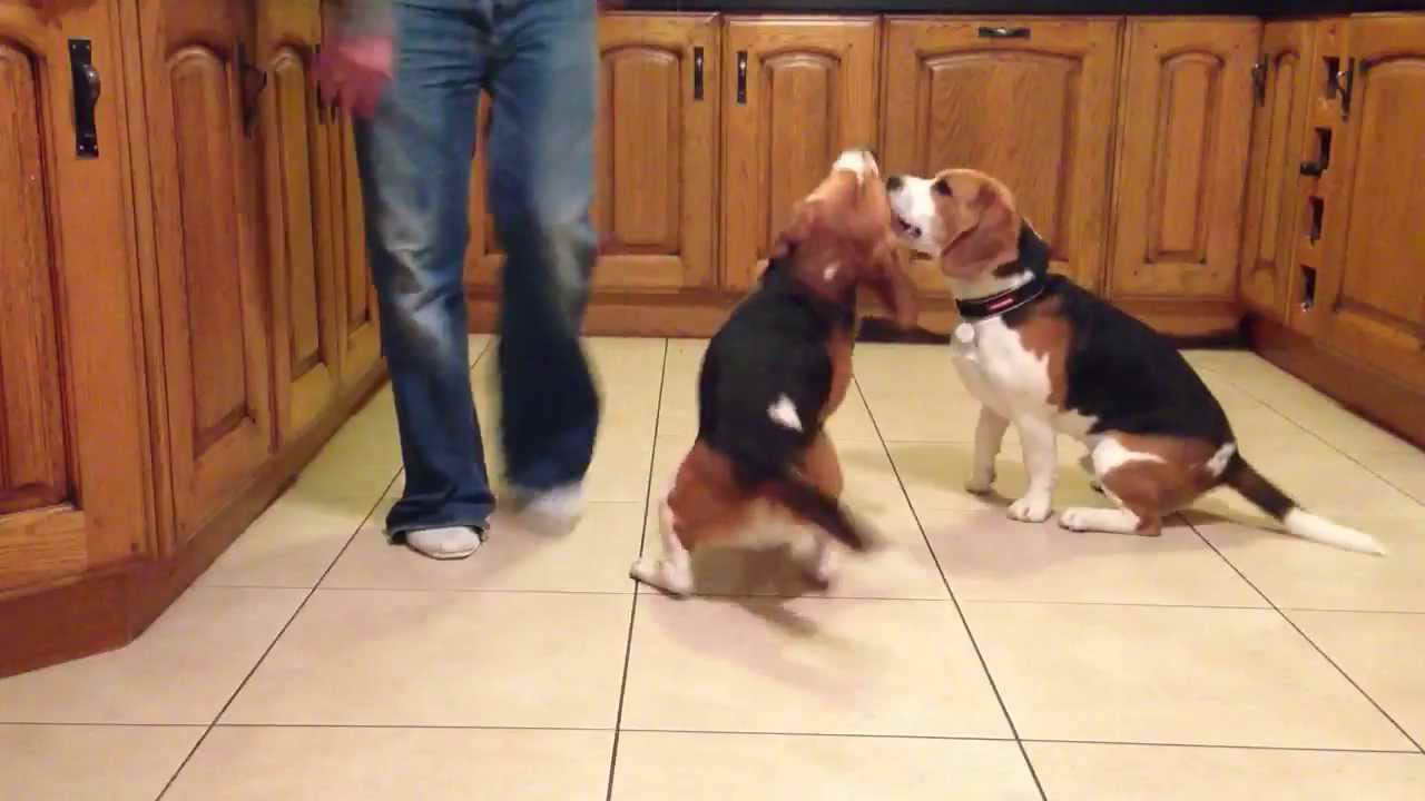 Beagle Tricks