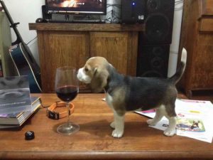 Beagle Wine