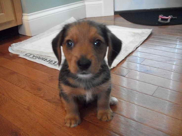 Beagle Yorkie Mix Puppies For Sale