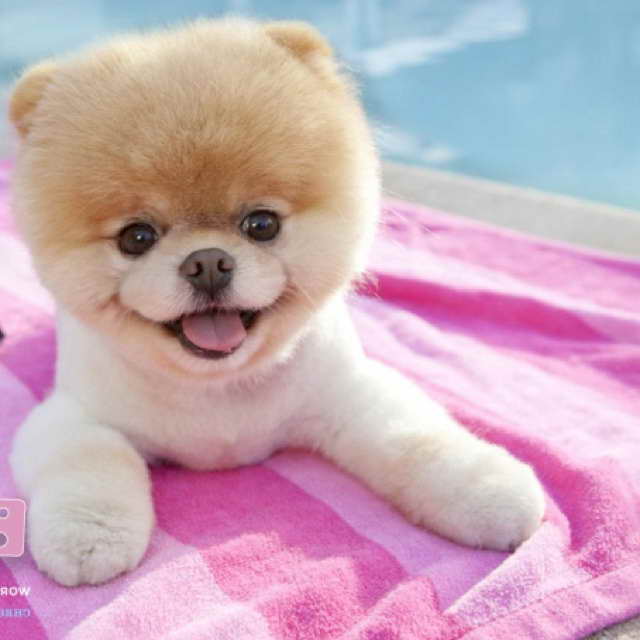 Bear Face Pomeranian Puppies For Sale