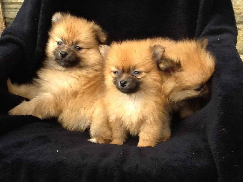 Bear Pomeranian Puppies