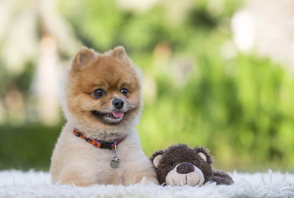 Bear Pomeranian