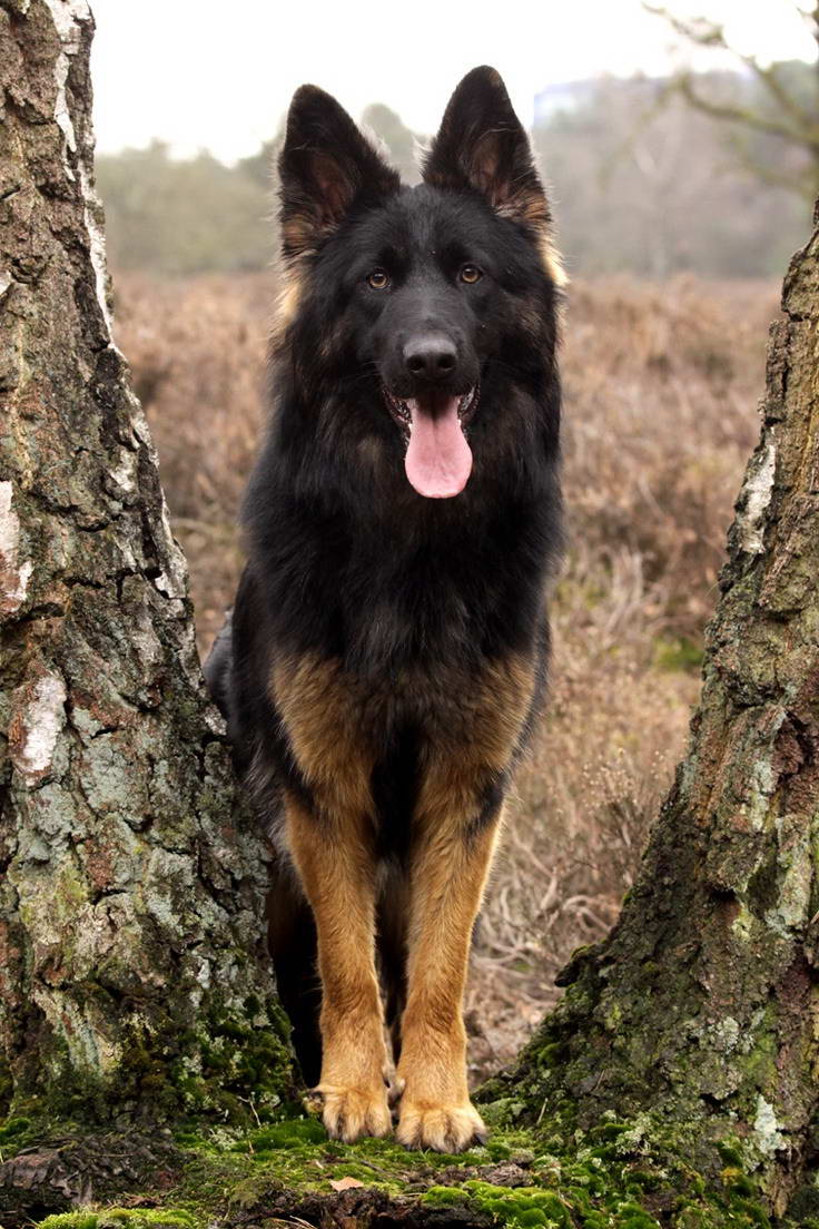 Beautiful German Shepherd