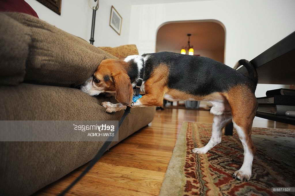 Bed Bug Beagle