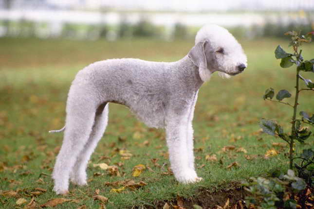 Bedlington Terrier For Adoption | PETSIDI