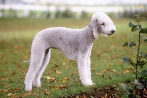 Bedlington Terrier For Sale