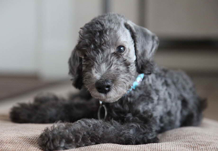 Bedlington Terrier Puppies For Sale