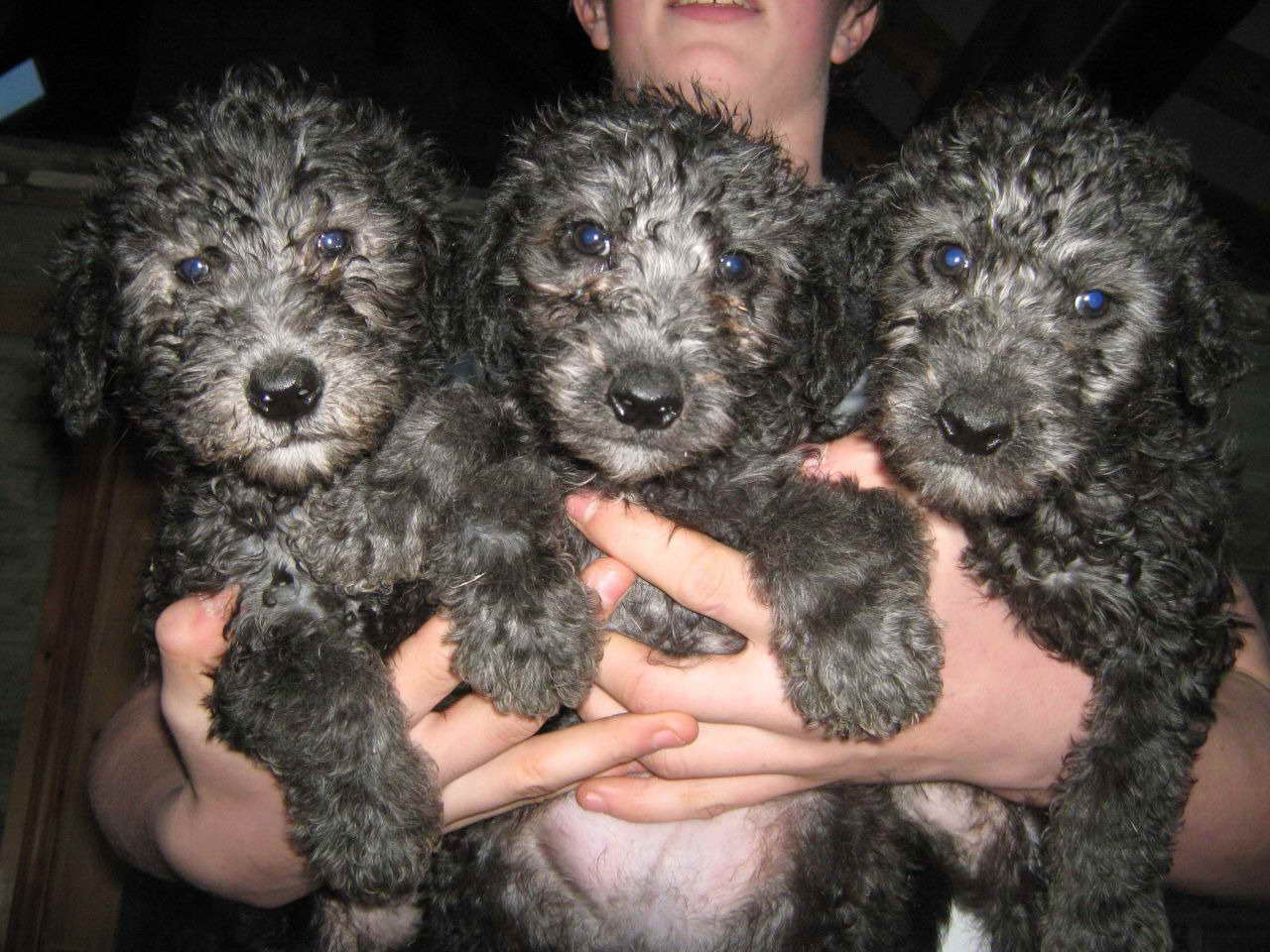 Bedlington Terrier Puppy For Sale