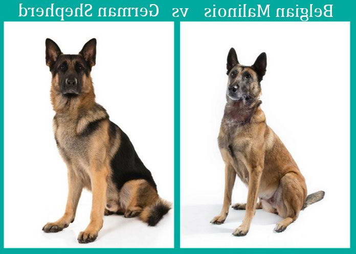 Belgian Malinois And German Shepherd